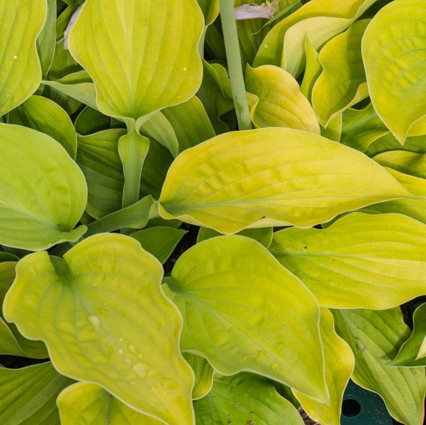 STM - Hosta sieboldiana 'August Moon'