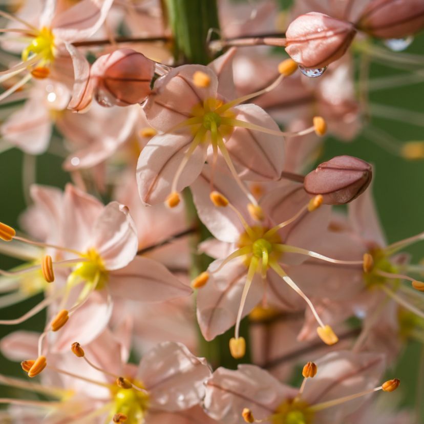 STM - Eremurus Ruiter-Hybr. 'Cleopatra'