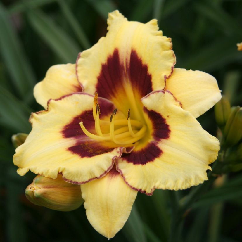STM - Hemerocallis hybr. 'El Desperado'