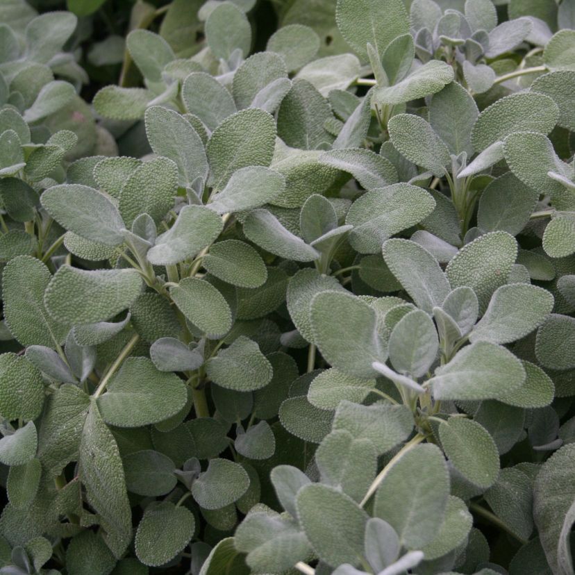 Salvia officinalis 'Berggarten'