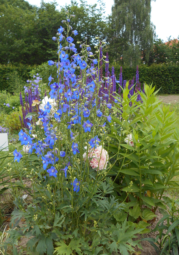 LANDHAUSBLÜTE-BOX