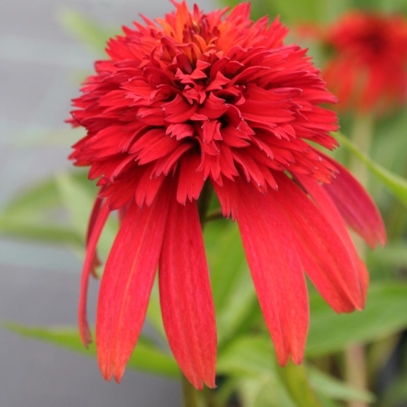 STM - Echinacea purp. 'Hot Papaya'