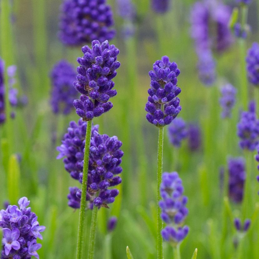 STM - Lavandula angustif. 'Thumbelina'