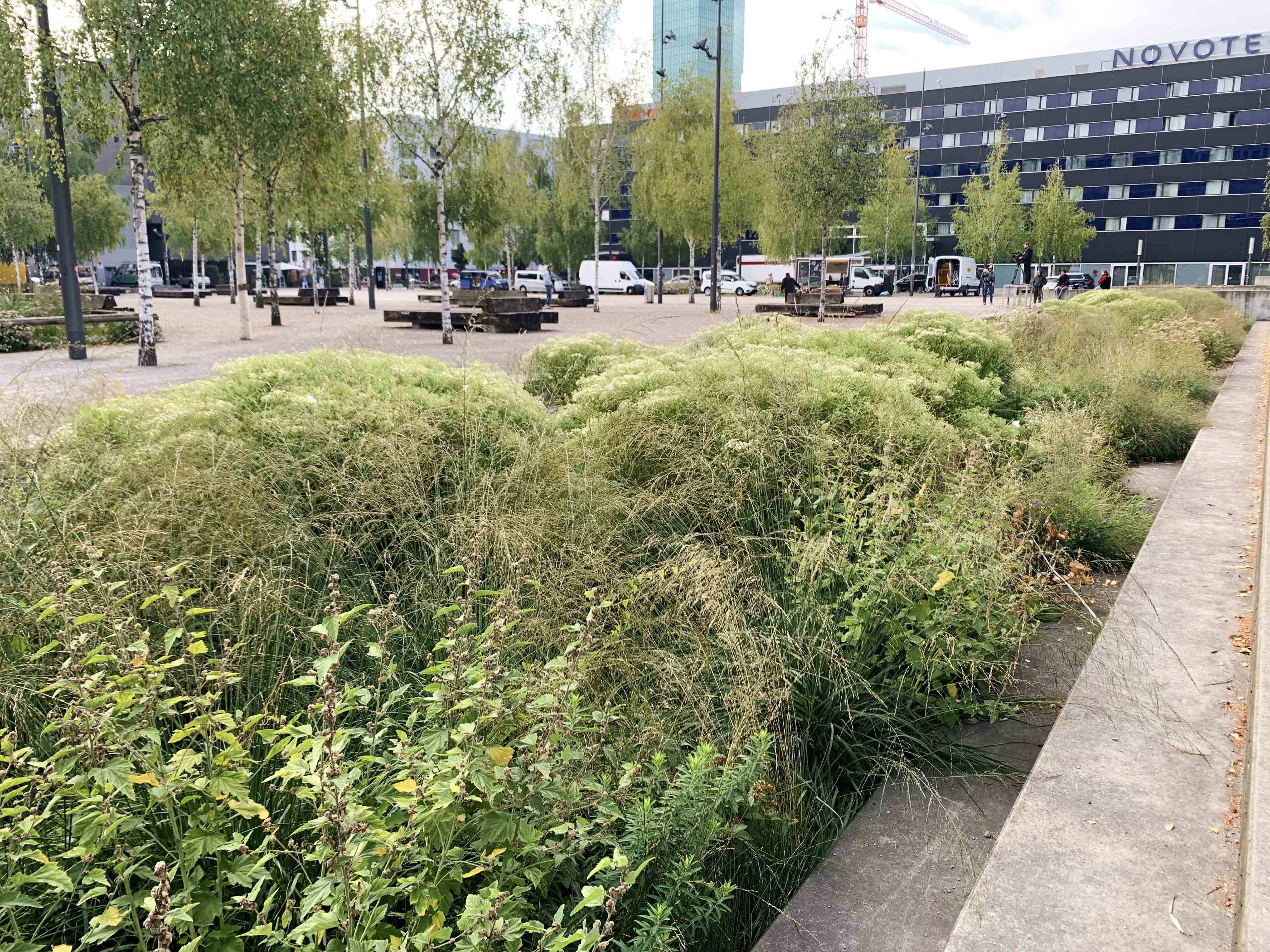 Tiefbeetmischung Turbinenplatz - Wädenswiler Staudenmischpflanzung als Fertigmischung pflanzfertig vorgemischt