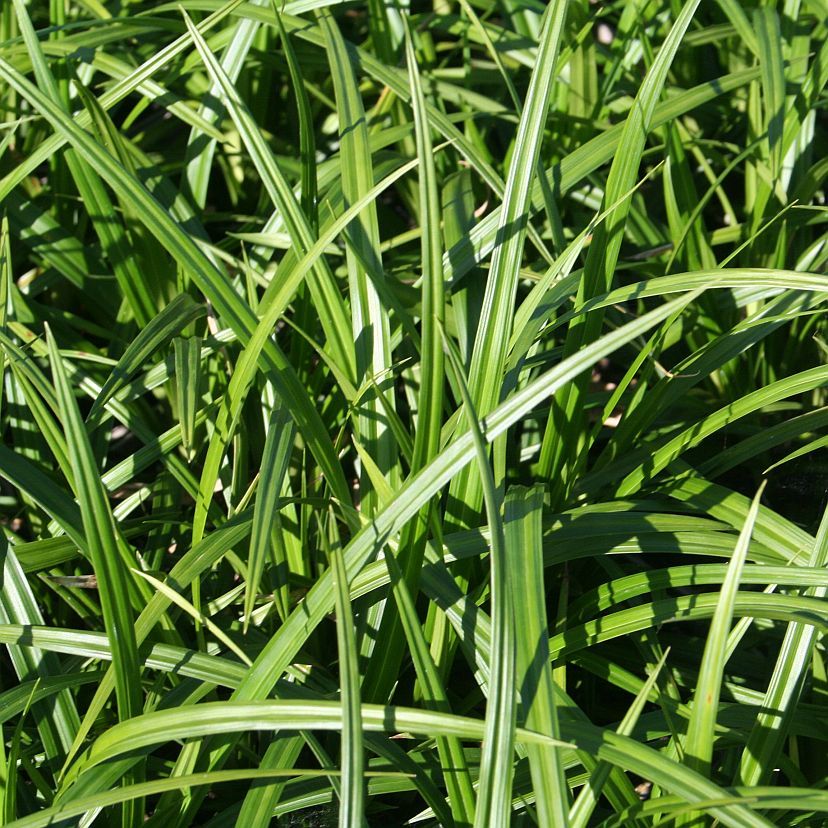 Carex foliosissima 'Irish Green'