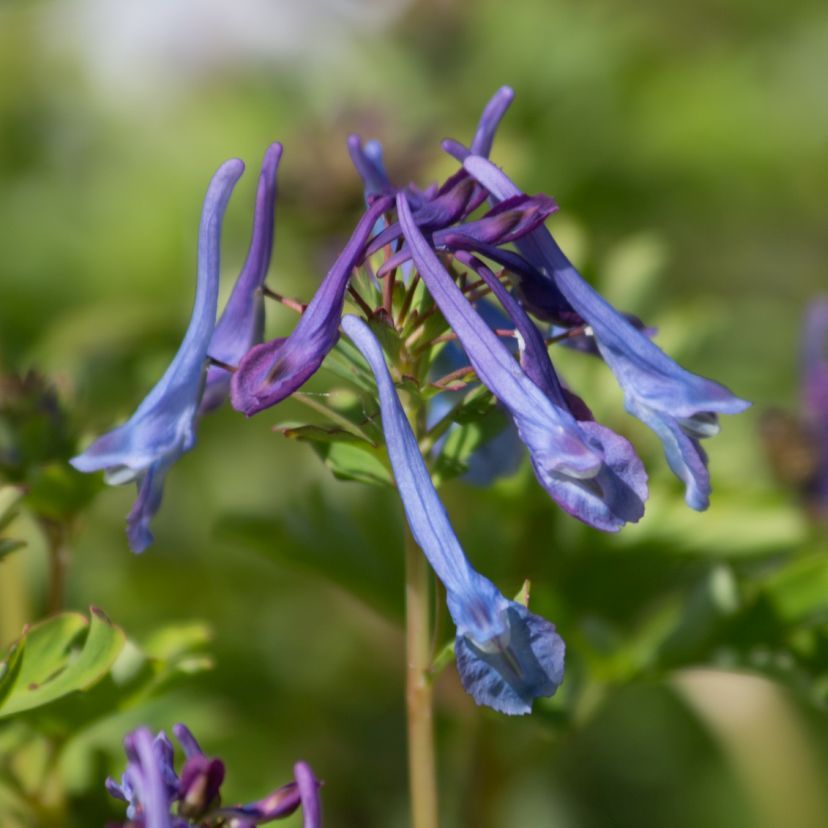 STM - Corydalis elata 'Blue Spinners'