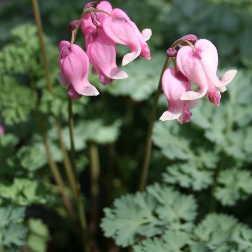 STM - Dicentra formosa 'King of Hearts'