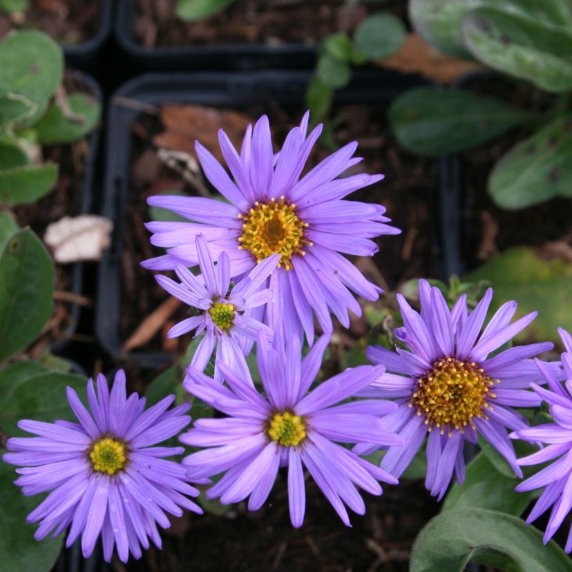 Aster amellus 'Glücksfund'