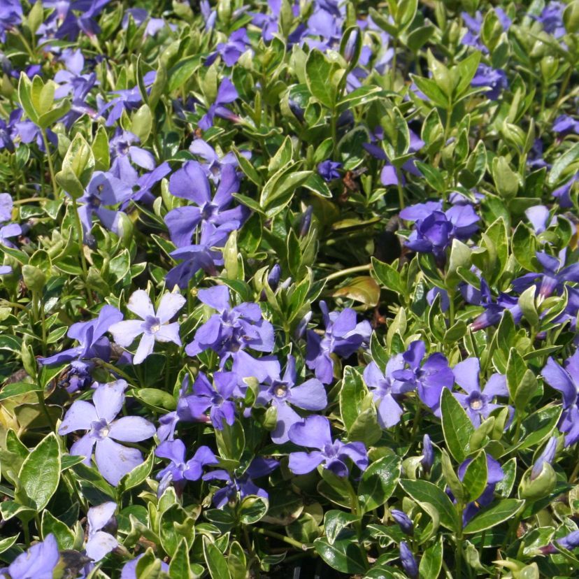 STM - Vinca minor 'Ralph Shugart'