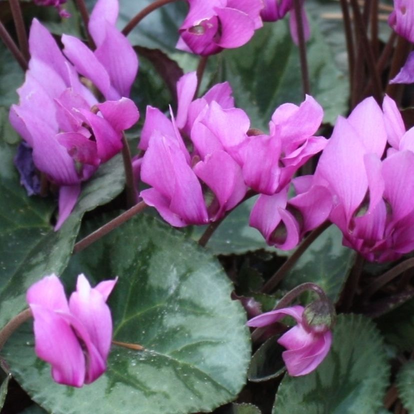 STM - Cyclamen purpurascens