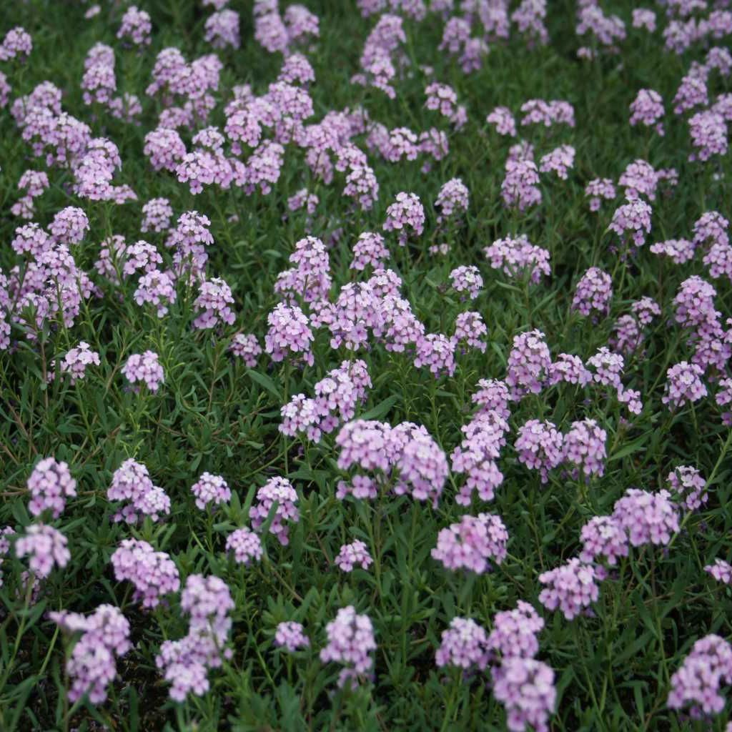 Aethionema armenum 'Warley Rose'