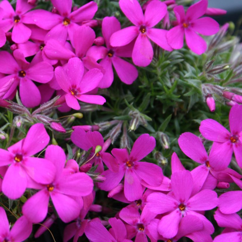 Phlox douglasii 'Crackerjack'