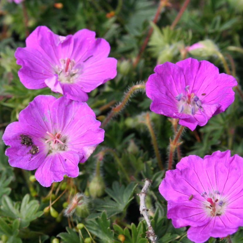 Geranium sang. 'Max Frei'