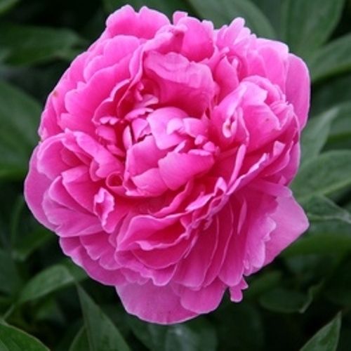 Paeonia lactiflora 'Margret Truman'