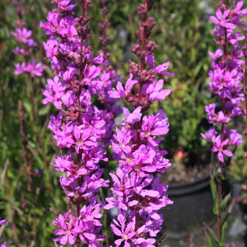 STM - Lythrum virgatum 'Dropmore Purple'