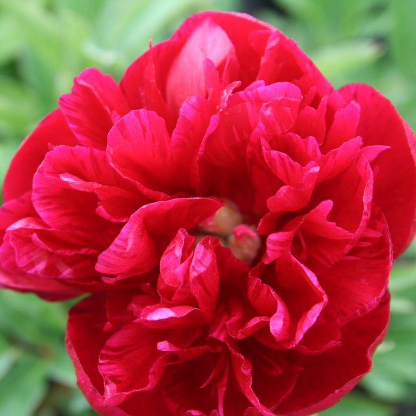 Paeonia offic. 'Rubra Plena'