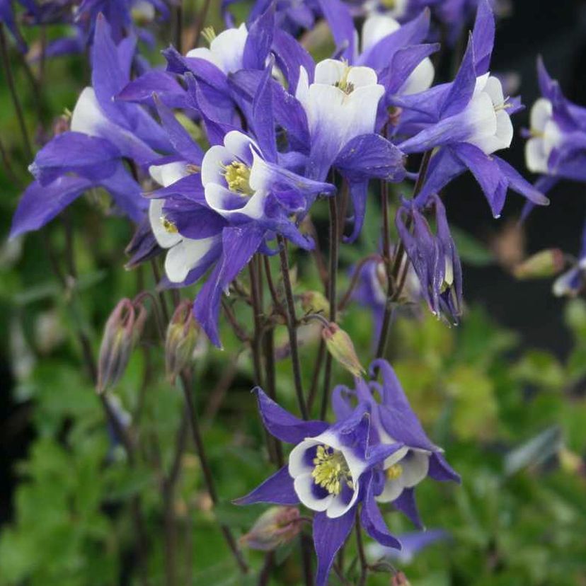 STM - Aquilegia vulgaris 'Winky Blau-Weiß'