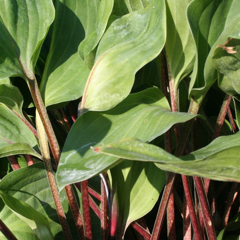 STM - Hosta hybr. 'Purple Heart'