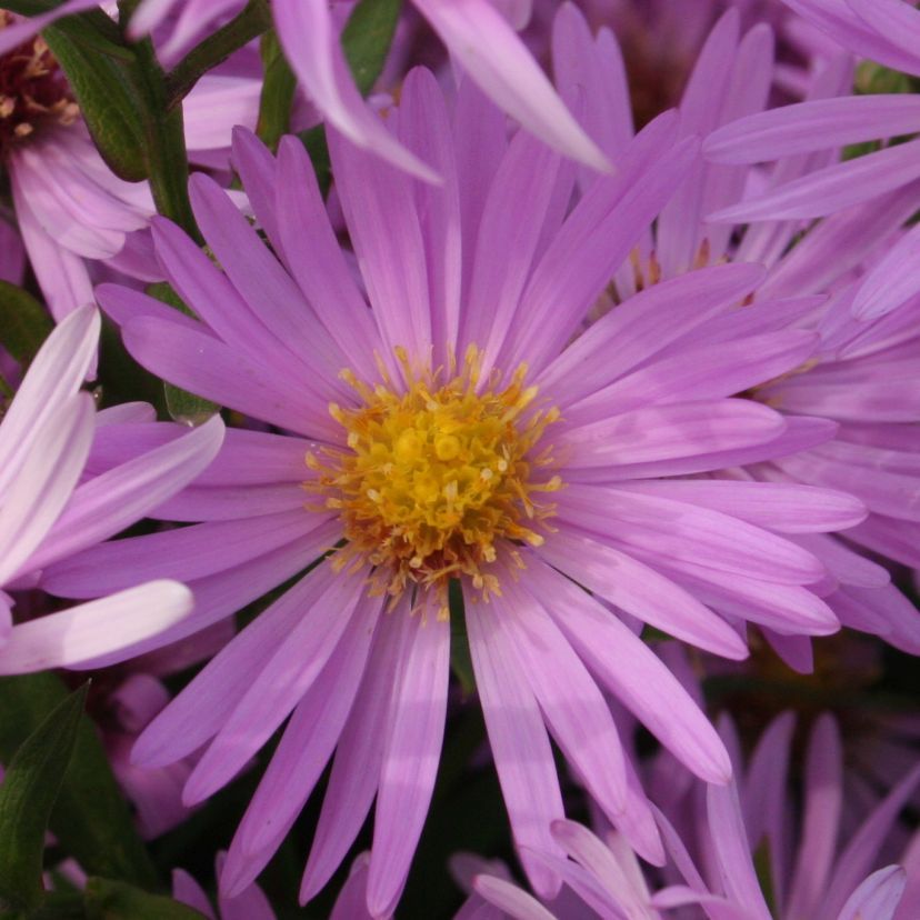 STM - Aster dum. 'Lilarosa'
