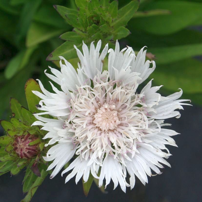 STM - Stokesia laevis 'Träumerei'