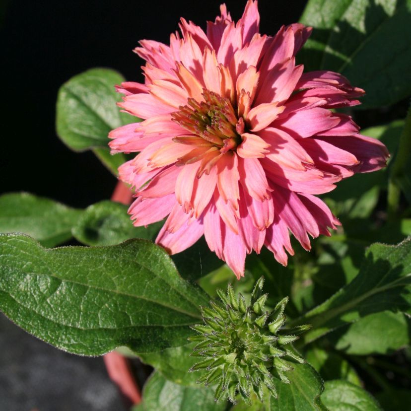 STM - Echinacea purp. 'Bon Bon'