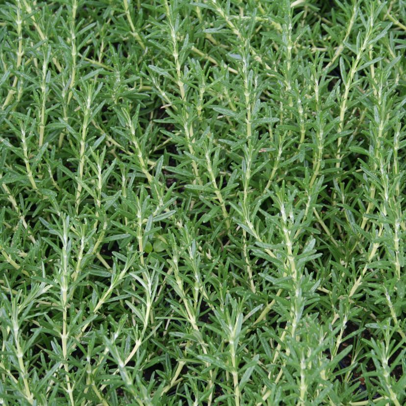 Rosmarinus officinalis 'Rivera'