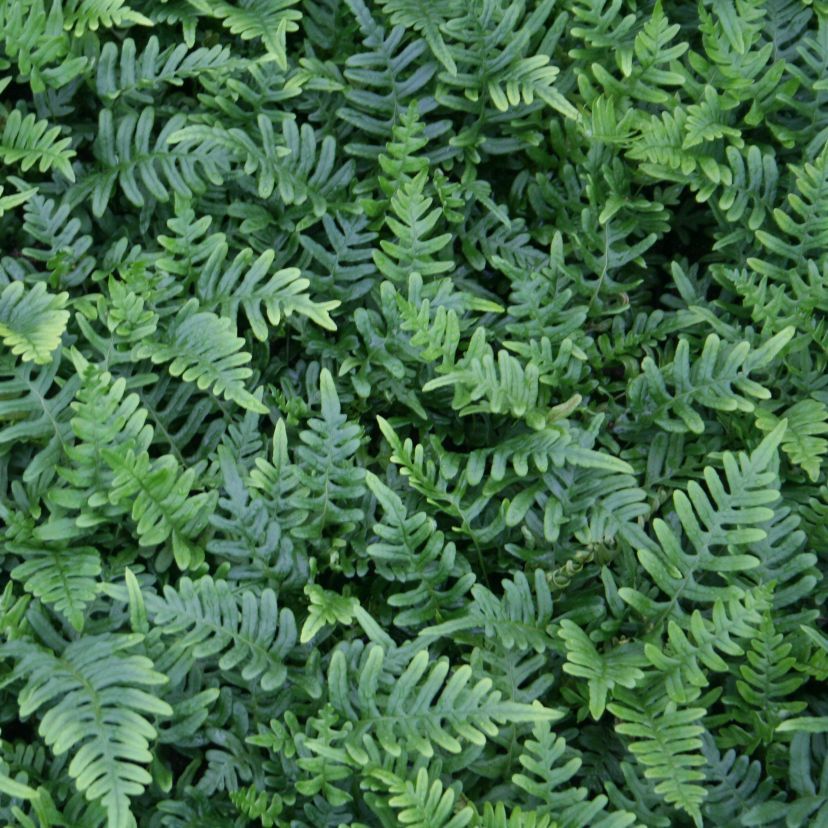 Polypodium vulgare