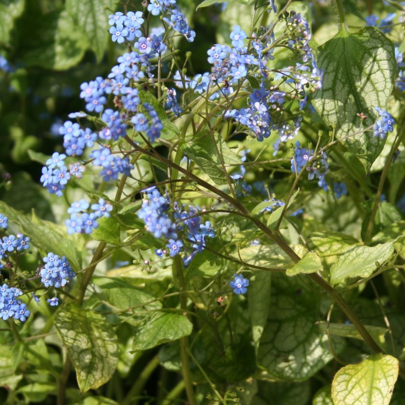 STM - Brunnera macrophylla 'Jack Frost'