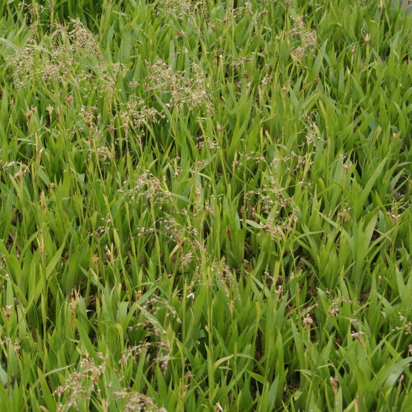 Luzula sylvatica 'Starmaker'