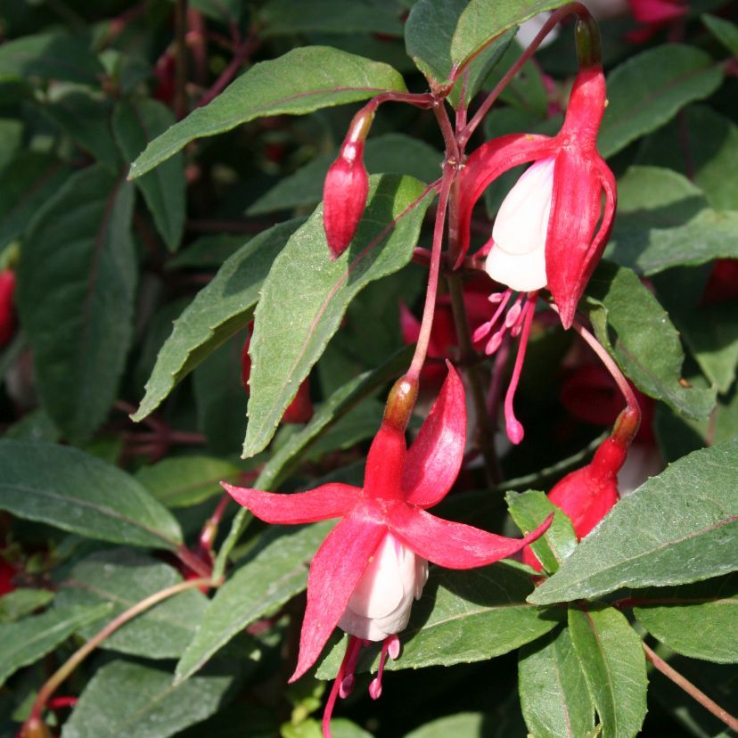 Fuchsia magella. 'Mde. Cornelissen'