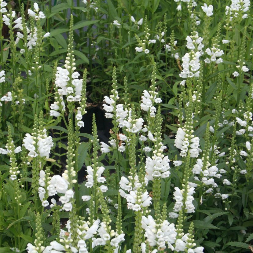 STM - Physostegia virg. weiß