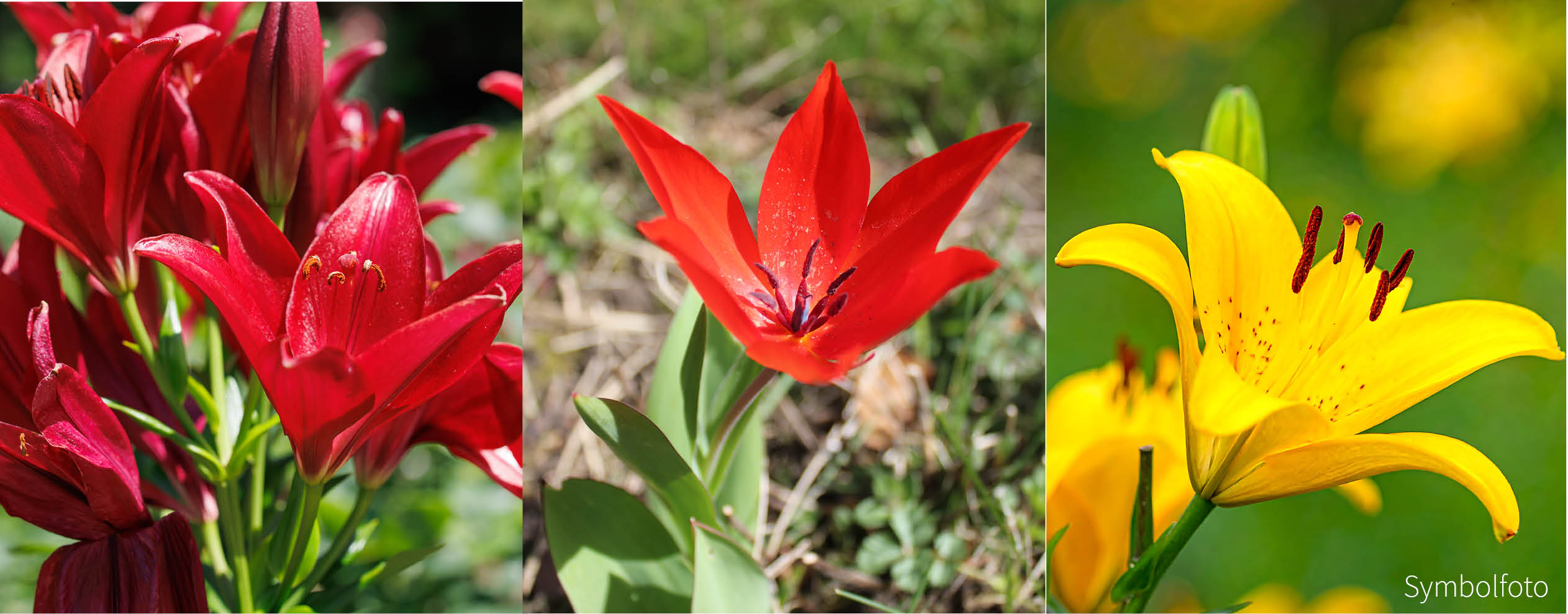 Feuer und Flamme - Zwiebel-und Knollenmischung