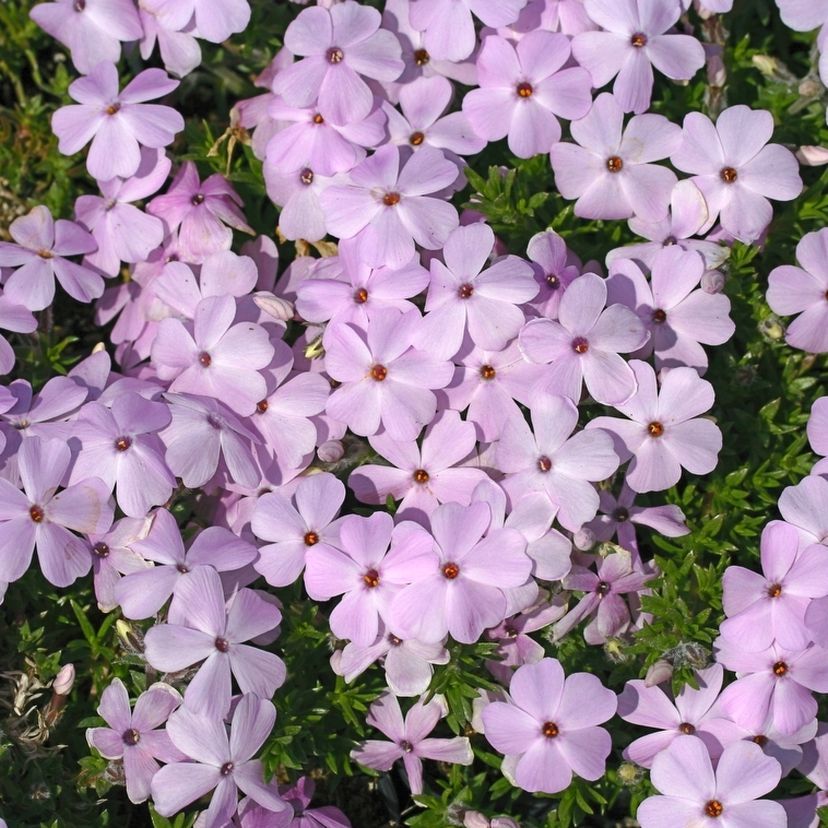 STM - Phlox dougl. 'Lilac Cloud'