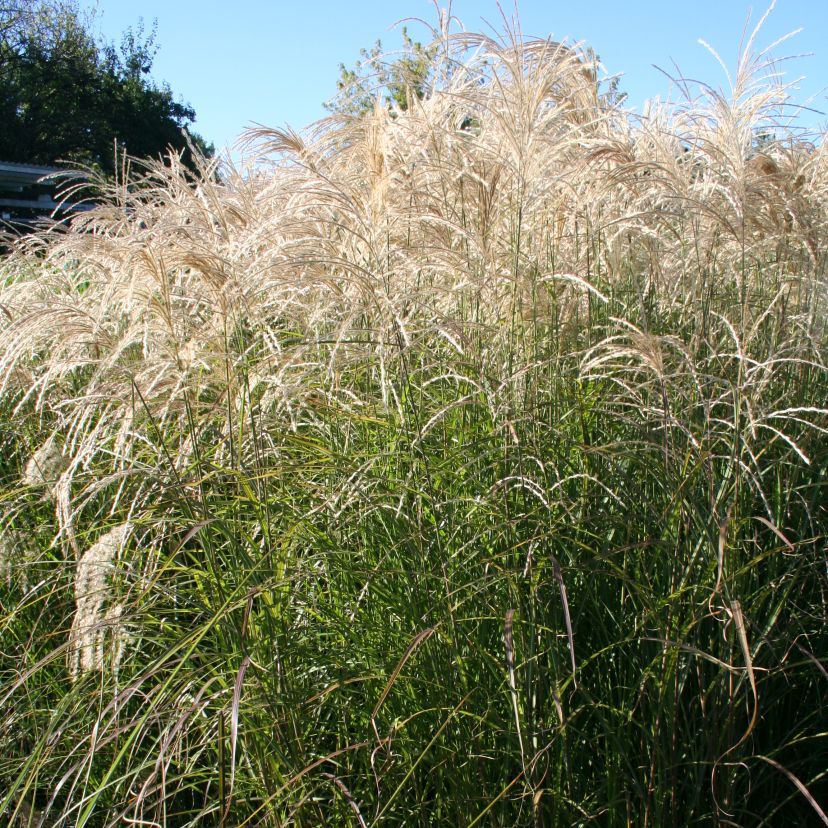 Miscanthus sinensis 'Kaskade'