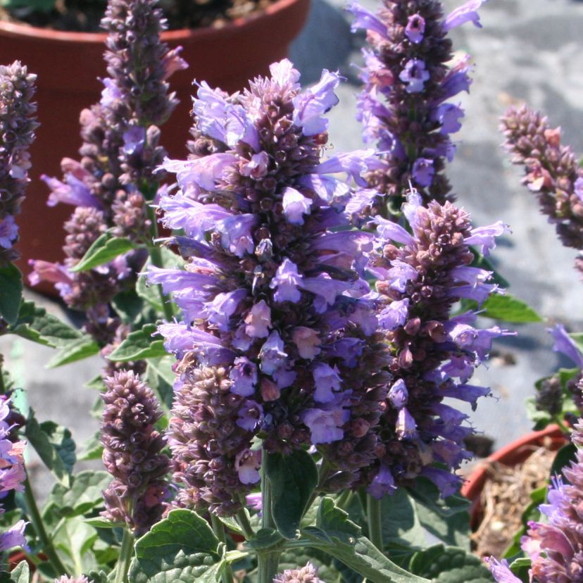 STM - Agastache rugosa 'Poquito Dark Blue'