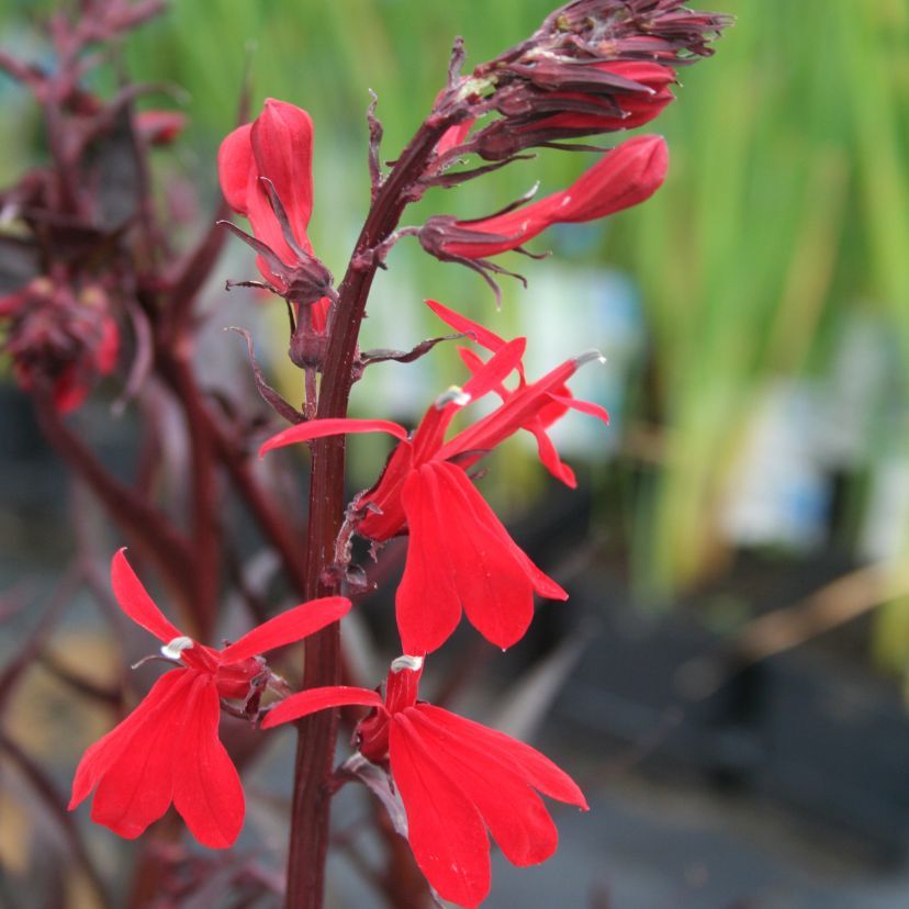 STM - Lobelia rotlaubig