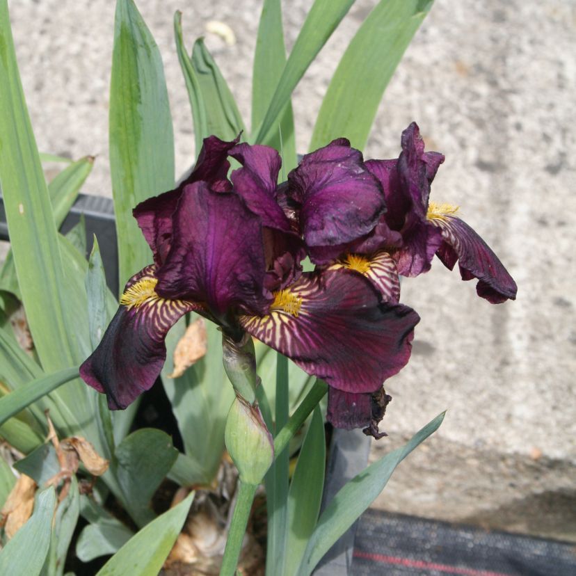 STM - Iris barb.- elat. 'Red Orchid'