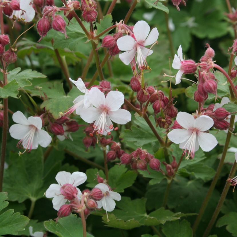 Geranium macr. 'Spessart'