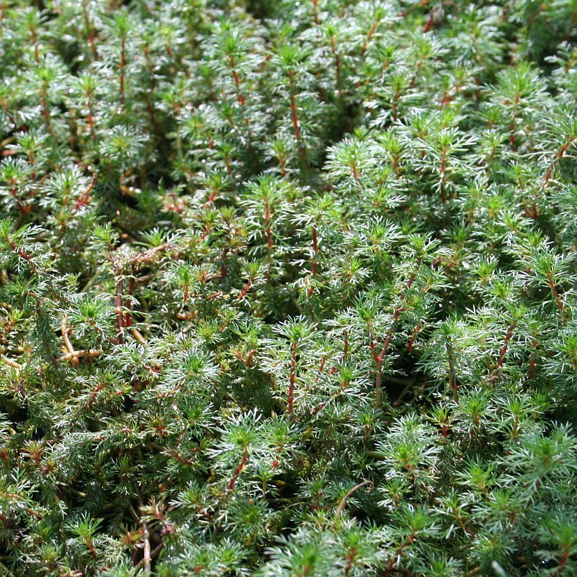 STM - Myriophyllum spicatum