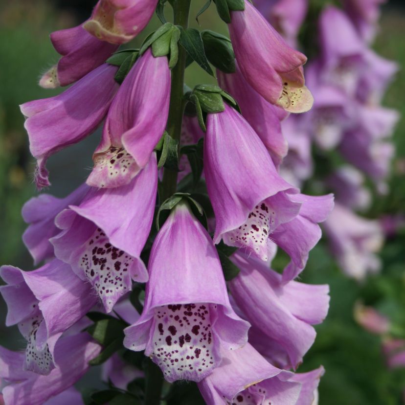 STM - Digitalis purp. 'Dalmatian Rose'