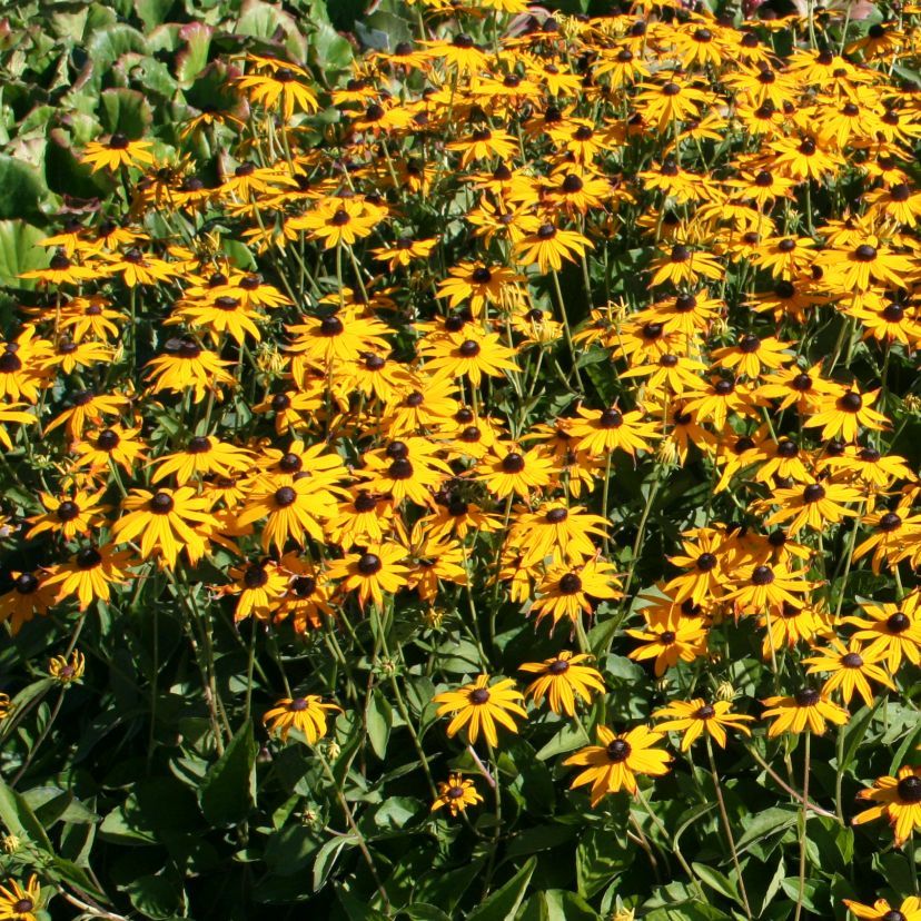 Rudbeckia fulgida 'Goldsturm'