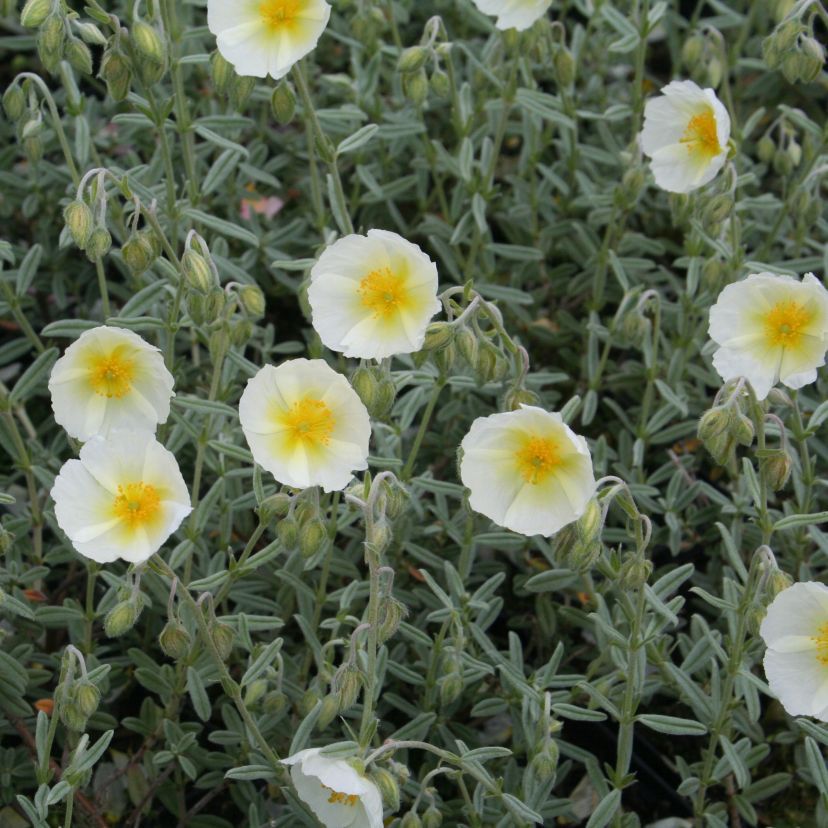 Helianthemum hybr. 'Braut'