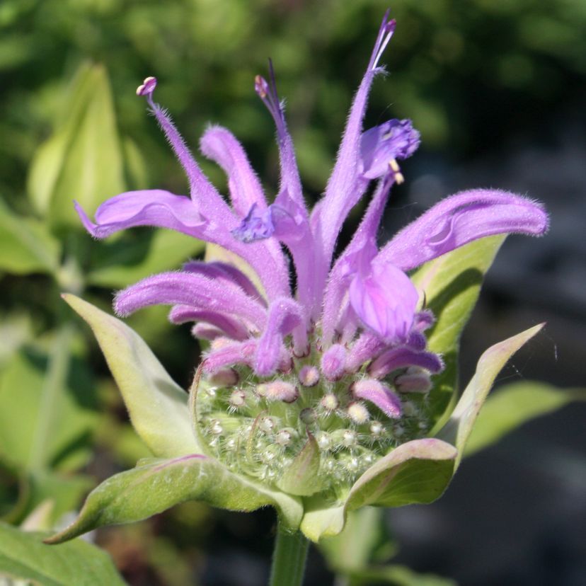 Monarda fistulosa var.menthif. 'Pummel' P 0,5