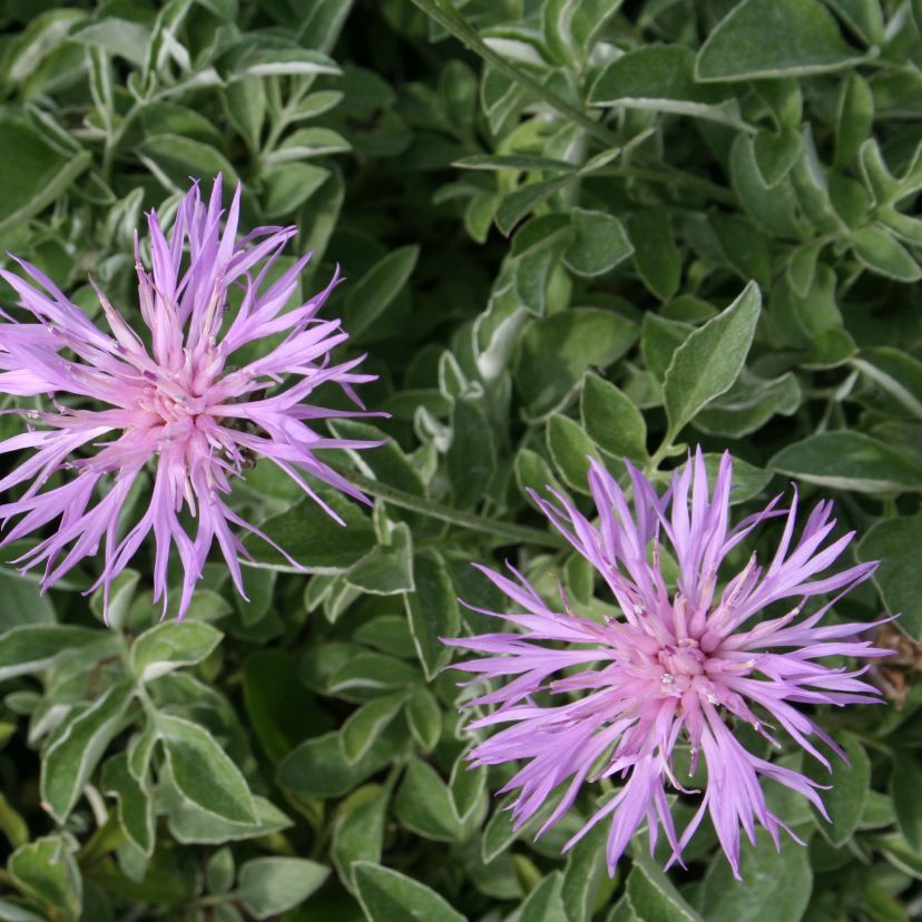 STM - Centaurea bella