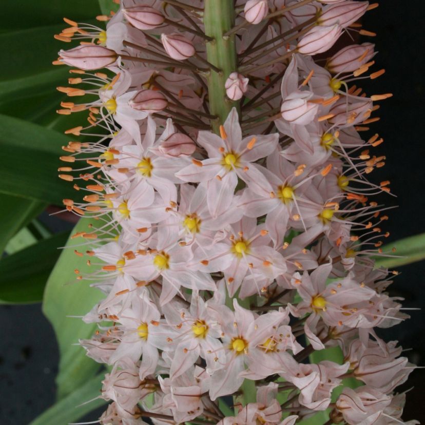 STM - Eremurus robustus