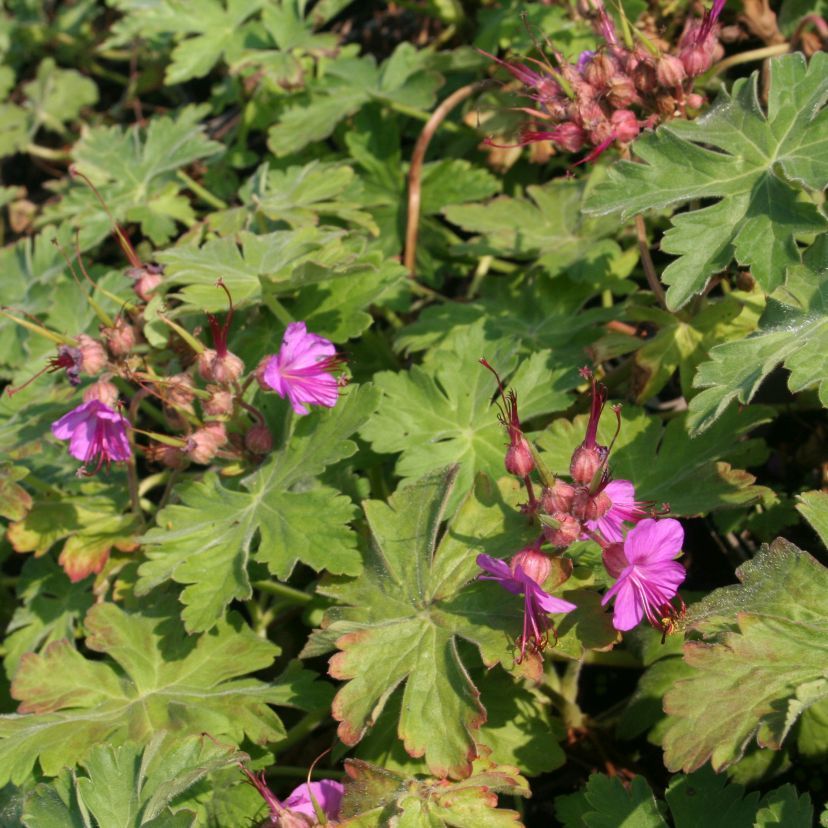 Geranium macr. 'Bevan'