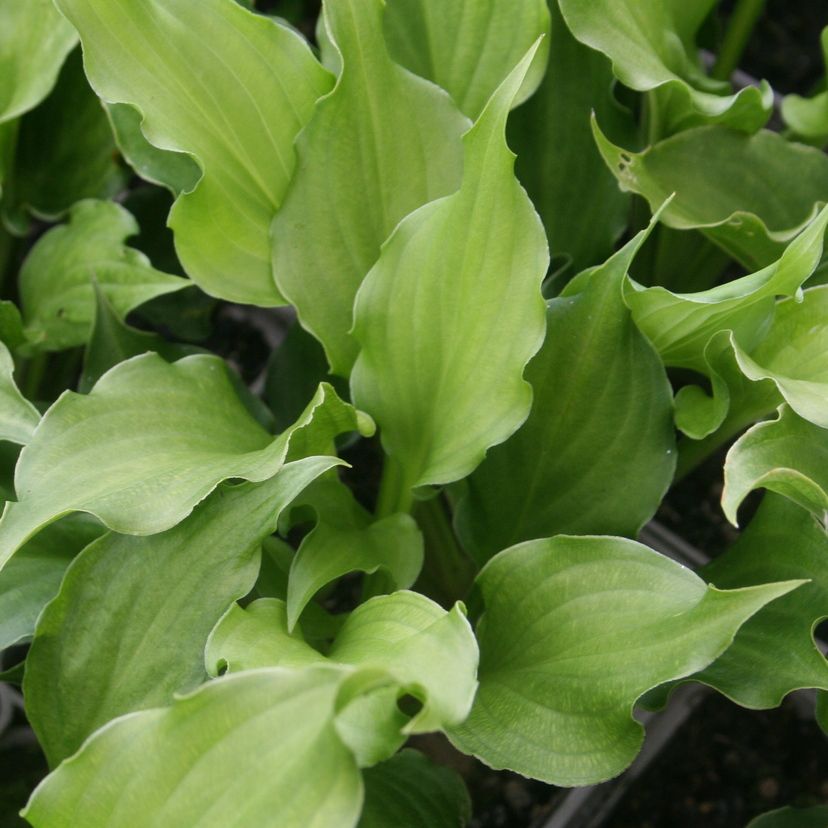 STM - Hosta hybr. 'Purple Sensation'