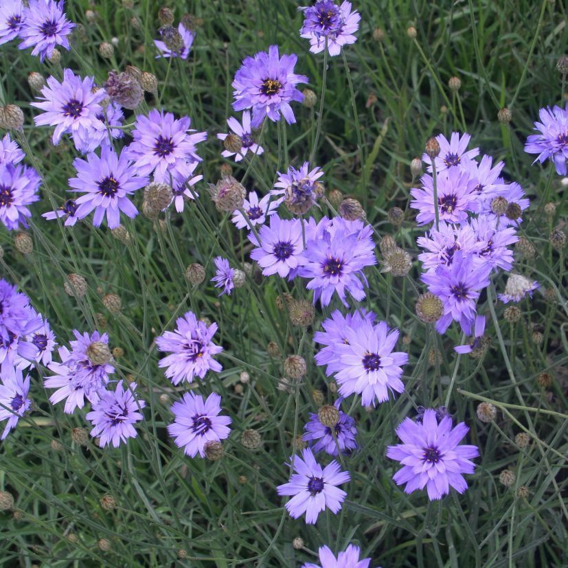 Catananche caerulea