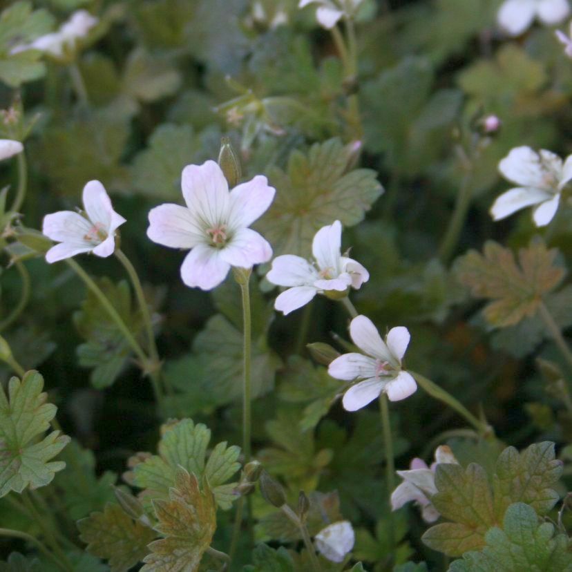 STM - Geranium cin. 'Rothbury Red'
