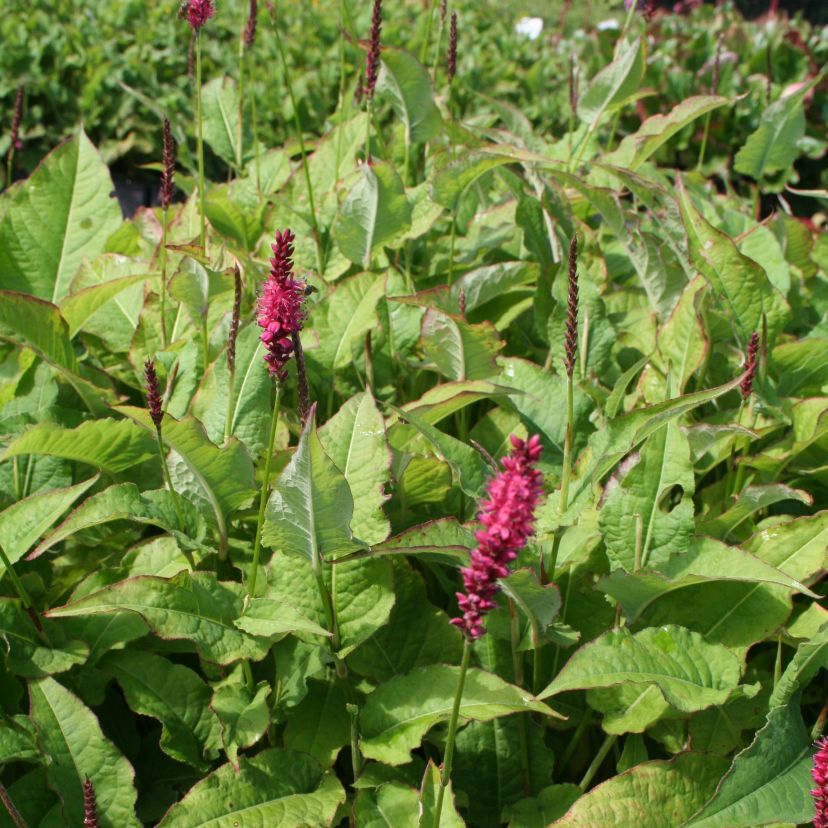 Bistorta amplexicaulis 'Speciosa' ('Firetail')